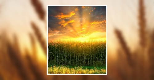 Caleb Monk Accident Sherman, TX Death Obituary: Beloved Husband, Welder, and Outdoorsman Dies at 29